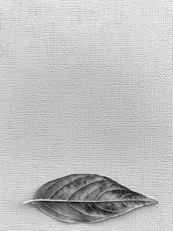 Leaves on a paper background. Black and white. High quality photoの写真素材