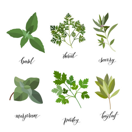 Popular Culinary Herbs and spices big set. Isolated objects. Vector flat illustration. For health care, store, cosmetics, health care, food designのイラスト素材