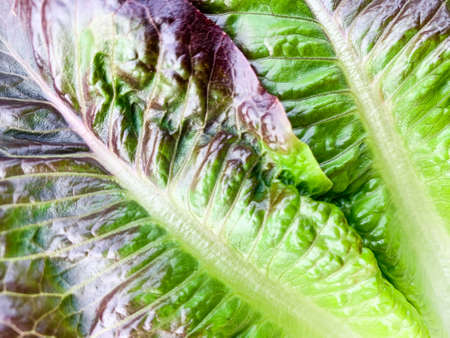 Green lettuce fresh salad leaves macro texture, high resolution photo. Abstract vegetable background.の写真素材