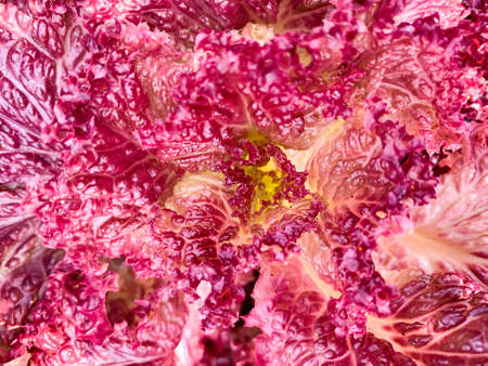 Red lettuce fresh salad leaves macro texture, high resolution photo. Abstract vegetable background.