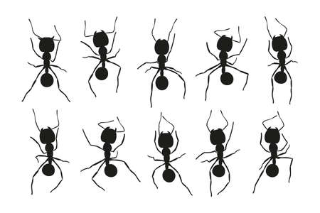 Black ant trail. Working insect curve group silhouettes isolated on white background. Vector illustration.のイラスト素材