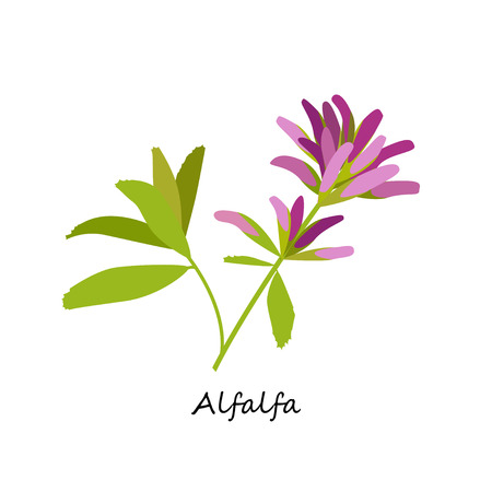 Alfalfa, Medicago sativa.のイラスト素材