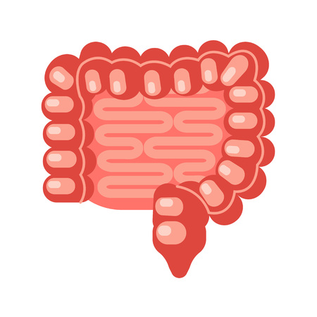Human intestine in a flat style. Vector illustration isolated on white background. EPS 10のイラスト素材