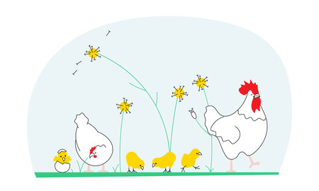 Rooster cock with hen and chicks isolated on white background. Chicken family on poultry farm chicken birds. Flat Art Vector Illustrationのイラスト素材