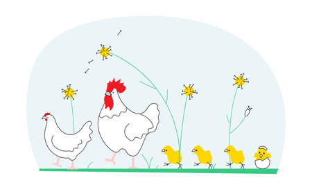 Rooster cock with hen and chicks isolated on white background. Chicken family on poultry farm chicken birds. Flat Art Vector Illustrationのイラスト素材