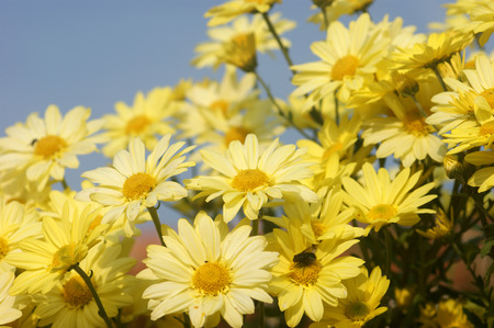 Chrysanthemum in the gardenの写真素材