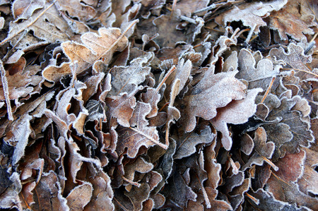 Hoar-frost on the leaves of oakの写真素材