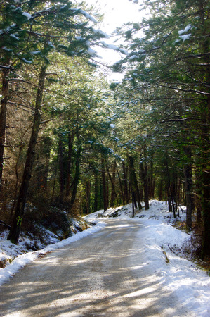 Road in a snowy forestの写真素材