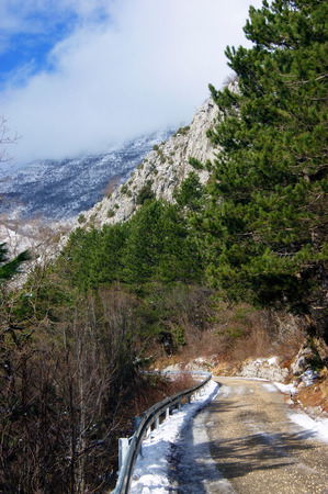 Through the forestの写真素材
