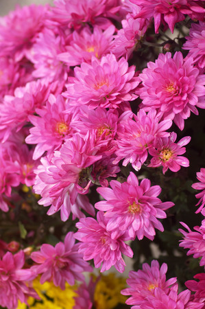 Light purple chrysanthemumの写真素材