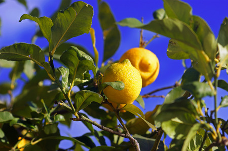Lemons on the treeの写真素材