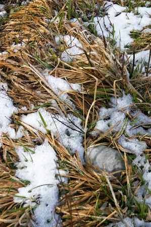snow on grassの写真素材