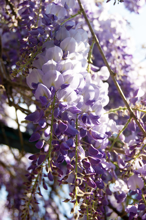 Blooming wisteriaの写真素材