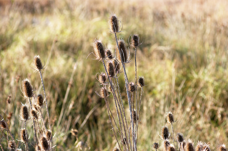 dried herbsの写真素材