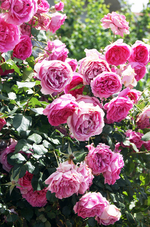 shrub rosesの写真素材