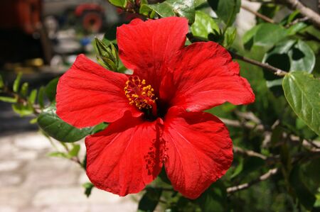 red hibiscusの写真素材