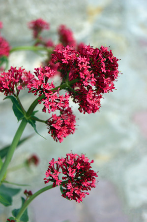bright flowerの写真素材