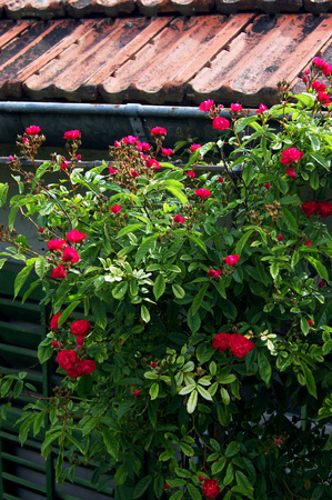 small rosesの写真素材