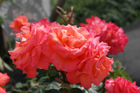 The lush pink rosesの写真素材