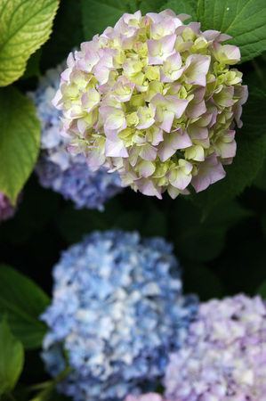 Multicolored hydrangea
