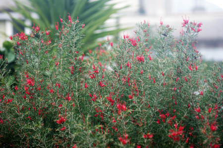 Garden shrub with red flowersの写真素材