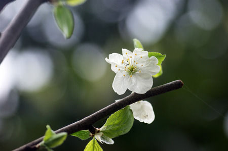 White flower fruit treeの写真素材