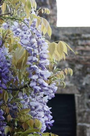Pale purple wisteriaの写真素材