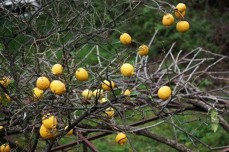 Lemons on the treeの写真素材