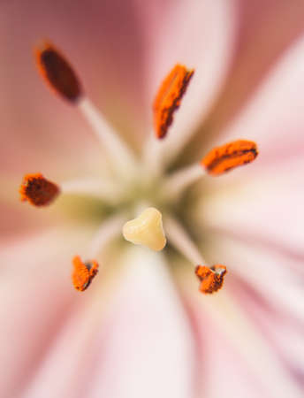 Pistil and stamens ofpink Lily macro