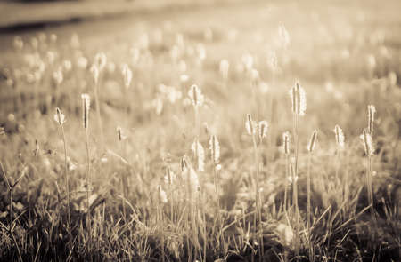 Field of grass and small flowers in sunset black and whiteの写真素材