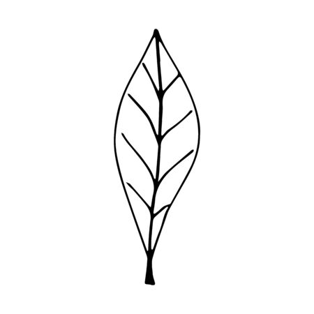 Serve with leaves. Botanical illustration. Black and white engraved ink art. Leaves of plants of a botanical garden, flower foliage. Isolated leaf illustration element. Vector design elements.のイラスト素材