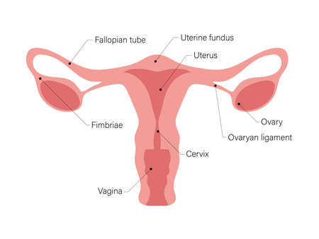 Healthy female reproductive system - Uterus and Ovaries in Flowers. Blooming womb with crescent. Floral Anatomy Scheme - Gynecology Theme. Patient-friendly infographics with text. Symbol of femininityのイラスト素材