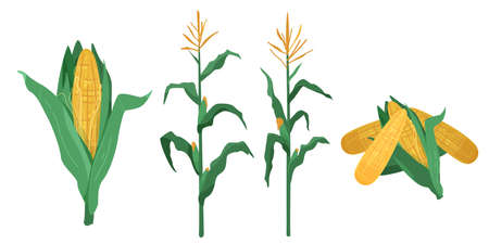 Corn vector illustration in flat cartoon style. Maize cob heap, plants isolated on white backgroundのイラスト素材