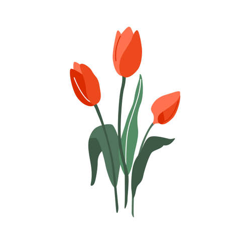 Tulip flower vector illustration isolated on white background in modern simple styleのイラスト素材