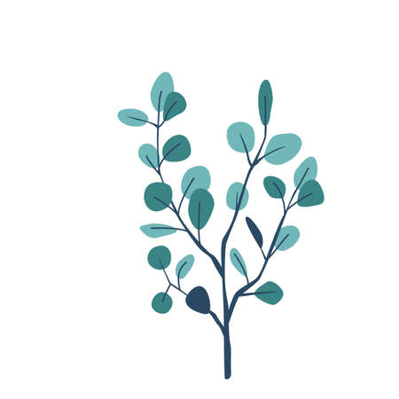 Eucalyptus twig vector illustration isolated on white background in modern simple styleのイラスト素材