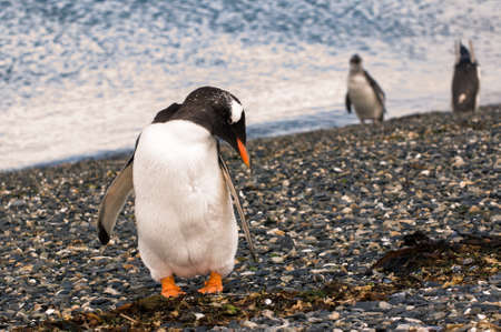 Penguin