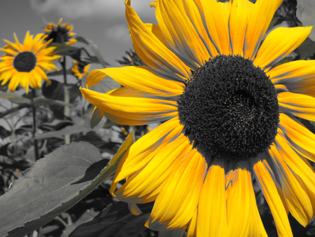 several yellow sunflowers on a gray backgroundの写真素材