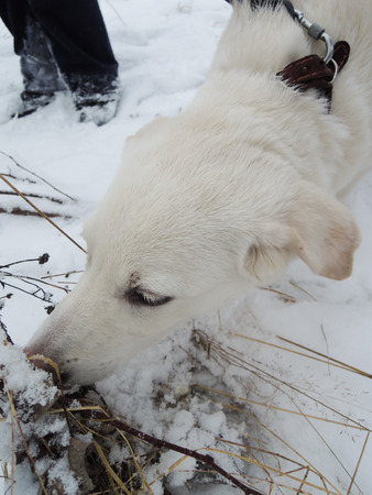 white dog something cheating in the snow