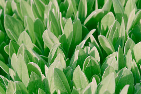 background of bright green leavesの写真素材