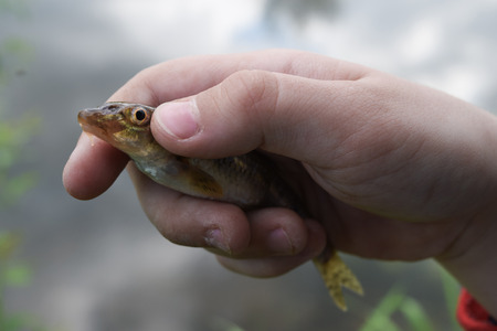 child's hand holding a fish, closeupの写真素材