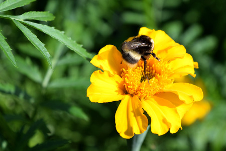 big bumblebee collects nectar from a yellow flower marigoldの写真素材