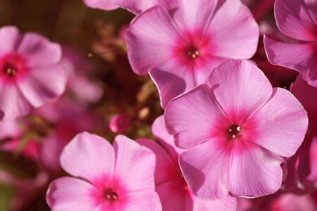 beautiful pale pink flowers, toning, backgroundの写真素材