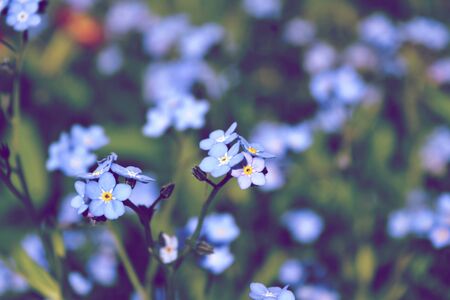 blue flowers forget-me-in the field, toning, space for textの写真素材