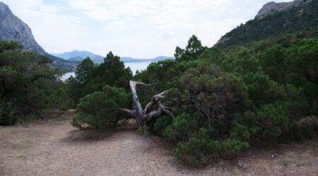 big juniper bush growing in the reserve New World Crimea on the background of mountains and sea