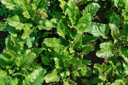 Young green leaves of beets planted in rows.