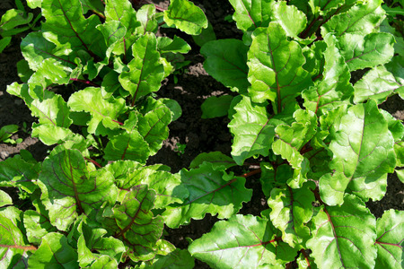 Young beet leaves are planted in rows, close-up.