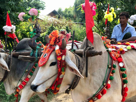 Bagan, Myanmar - 2019: Decorated bullock-cart in the traditional Shinbyu, buddhist novitiation ceremonyのeditorial素材