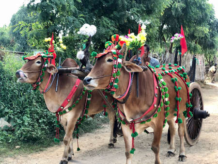 Bagan, Myanmar - 2019: Decorated bullock-cart in the traditional Shinbyu, buddhist novitiation ceremonyのeditorial素材