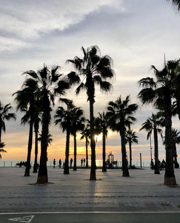 Sunset and palm trees in beach in Cadiz, Spainの写真素材