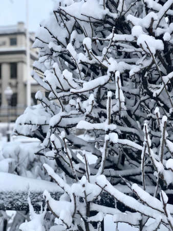 Tree covered in snow during winter in Stockholm
